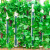 谋福（CNMF）仿真葡萄叶花藤条 吊顶装饰缠绕绿植塑料葡萄花藤蔓(36片葡萄藤条12条装)