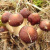 拾爱赤菇新款巧克力色大球盖菇古田赤松茸菌种蘑菇种植包农技指导 C6 1包7包起发