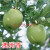 谷芹（guqin）嫁接苹果苗 冰糖心苹果树苗红富士苹果苗红肉苹果庭院种植盆栽苹 澳洲青苹果4年苗 70cm(含)-89cm(含)