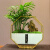 苔藓微景观创意办公室桌面盆栽绿植龙猫diy带灯鲜活生态盆栽礼物 袖珍椰子树