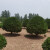 花无涯（huawuya）冬青树苗庭院植物珊瑚篱笆绿篱围墙绿化苗木黄杨大叶黄杨 大叶黄杨球直径120厘米