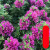 三角梅爬藤植物卉盆栽安格斯重瓣老桩室内外庭院阳台Z 爬藤云南紫 1-1.2米 不含盆
