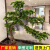 仁聚益摆件 仿真迎客松室内外装饰造景仿真树绿植罗汉松假美人的 1.5-米高1.5-米横向长度 造-型