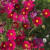 美园中波斯菊种子格桑花种籽四季开花易活花籽庭院室外花卉百日草野花组 矮杆红色1斤