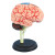 冰禹 BYA-522 4D拼装大脑模型 脑部结构解剖可拆卸模型 含底座
