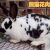 小白兔子活物大型肉兔比利时新西兰花兔活物宠物兔农家兔 一只母 新西兰白兔