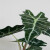 约巢室内桌面观叶植物黑叶观音莲非洲面具大仙女海芋盆栽净化空气 非洲面具+简易盆 带盆栽好
