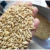 牧草种子 进口燕麦种子小麦种子耐寒耐旱大麦种子籽燕麦种籽发芽 【小麦种子】1斤