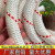 侧至柒钢丝芯户外防坠落安全绳高空作业绳空调安装保险绳绳子耐磨尼龙绳 6毫米15米(纯白色)