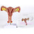 子宫模型 卵巢 阴道 女性内外生殖器官模型 生殖科妇科演示 卵巢子宫和病理子宫 2合1