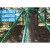 山顶松 镀锌钢管 树木支撑架 树木支撑杆 大树防风支撑园林绿化支架固定器 绿色32管长1.5米1.0壁厚四根套装