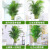 德沃多肥料散尾葵真绿植物盆栽客厅办公室盆景凤尾竹1.5-1.6m白色保龄球盆