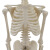 七格匠45CM骨骼模型 医学教学模型器材 人体
