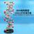 大号DNA双螺旋结构模型拼接遗传基因和变异diy初高中化学生物实验器材教具教学演示版DNA物理分子结 DNA双螺旋结构模型(中号)