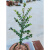 细叶紫檀树苗 珍贵植物树木 小叶紫檀木苗小苗 小叶紫檀苗定制款 20cm(含)-30cm(不含)