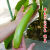 绿长茄秧苗大批發青茄子种苗耐寒春季菜种苗蔬菜新鲜易成活 绿长茄秧苗十棵