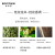 冰希黎（Boitown）香挂茗茶系列扩香香氛石膏片香挂香薰衣柜 桂花龙井茶