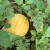 中科茂华水果种子金玲珑黄金帅西瓜种子黄皮红肉礼品西瓜种籽小超甜采摘园 金玲珑50粒/袋