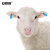 安赛瑞 羊耳标 羊用耳号标识免疫耳牌记号牌标号牌 农业畜牧业分类牌 宽1.8cm长5cm 橘色无字 100套 530073