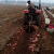 适配红薯地瓜收获机收获犁拖拉机带深挖不伤皮单行双行机 60型收货机