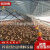 养鸡场自动喂料机鹌鹑自动上料鱼鸭鸽子投料全套养殖喂养设备料线 整棚定制