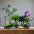 雷冠植物室内绿植盲盒盆景小盆栽花卉桌面办公室茶室阳台迷你 29.9 含盆