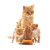 卫仕成猫猫粮 布偶英短膳食平衡猫咪主粮1.8kg*8袋共计14.4kg (试吃装)猫粮400g