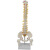 动力瓦特  中型脊椎带骨盆腿骨模型（立式）PVC人体脊椎教学模型  ZXA190061