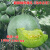 绿宝石甜瓜种子香瓜种籽绿肉薄皮超甜春季四季盆栽水果种孑苗 绿宝200粒原包装
