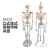 85cm人体骨骼模型170cm全身成人骨架人体模型小骷髅教学脊椎模型 E款85CM立式骨骼椎间盘肌肉着色