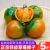 琦拉丹东铁皮西红柿子5斤 草莓柿子绿腚油柿子新鲜生吃水果碱地绿番茄 精选 2斤装
