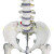 成人一比一人体骨骼模型骨架人体模型小白骷髅教学脊椎全身180cm