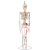 樵牧人  人体骨骼模型 骨架人体模型 成人小骷髅教学模型脊椎全身 85CM带椎间盘神经绿色胸骨 1副 