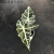 大仙女海芋非洲面具 黑叶芋 盆栽室内绿植桌面植物观音莲 大仙女海芋10# 含盆