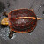 黄缘龟幼龟苗安缘龟台缘龟皖南龟巴西龟受精蛋观赏活体龟采缇 大陆缘7-8厘米 好养 一只 单身