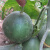 寿禾 冰翡翠小甜瓜种子种苗甜瓜苗绿皮绿肉薄皮香瓜早熟种籽 冰翡翠甜瓜种子 50粒x3包