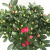 清雅盆栽花卉绿植办公室红掌室内盆栽盆景大型绿植 栀子花 整体高度在40厘米
