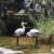 户外花园庭院假山鱼池装饰造景仿真动物仙鹤树脂白鹭工艺品摆件 款3
