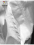 啄木鸟（TUCANO）夏季棉短袖卫衣男潮流宽松带帽半袖帽衫工装立体多袋冲锋衣 Y5084#白色 M