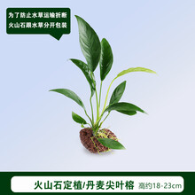 懒人活体真水草鱼缸造景装饰淡水植物莫斯沉木定植水榕水族箱套餐 火山石丹麦尖叶榕
