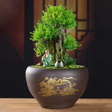 花盆陶瓷特价清仓大号紫砂花盆陶瓷特大号中国风创意个性绿萝多肉绿植花盆兰花蝴蝶兰盆栽发财树花盆 紫砂花盆--68号（带塑料托盘） 中等