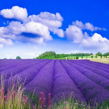 薰衣草种子普罗旺花种子室内播种绿化花海景观打造香草种子盆栽种子籽花卉种子四季易播新手易种盆栽花种子 【薰衣草2000粒装】