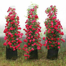6年大苗甜蜜红木香花苗庭院阳台爬藤植物盆栽地栽月季蔷薇科攀援浓香花卉绿化苗木四季红黄木香白木  红色木香6年大苗