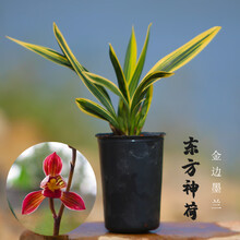 兰花苗墨兰报岁 兰东方神荷 金边兰 矮种兰花浓香 带盆发货 东方神荷4苗原盆发货 不含盆