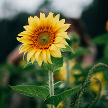 矮向日葵种子食用向日葵花种籽子盆栽观赏四季种开花孑植物室内外 食用向日葵30粒+盆+土