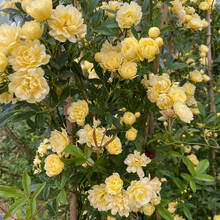 甜蜜红木香花苗 庭院阳台爬藤植物四季开花盆栽花卉地栽月季蔷薇浓香绿化苗木四季红黄木香花苗白木香树苗 黄木香小苗 20-30厘米高