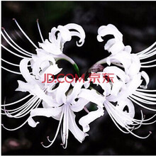 多色彼岸花种球 曼珠沙华种子石蒜花曼佗罗花红花石蒜套餐NZ 白静