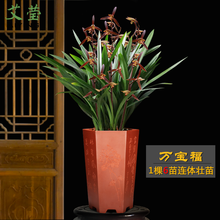 艾莹兰花苗 女儿红 建兰黄金鹤艺红花荷瓣 夏带花苞出售好养浓香室内绿植花卉盆栽 万宝福6苗非连体