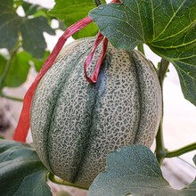 寿禾哈密瓜种子网纹瓜甜瓜王子桔肉黄橙肉春季新疆哈密瓜传统甜瓜寿光蔬菜瓜果种籽瓜籽 美花甜瓜种子 5粒