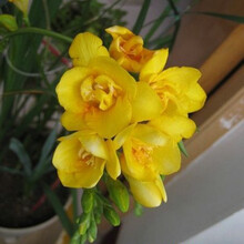 香雪兰种球小苍兰重瓣四季阳台盆栽晚香玉种子室内庭院多年生花卉 追梦者. 其他